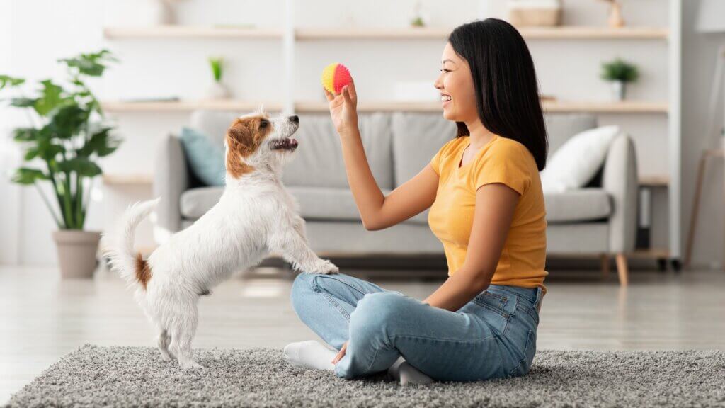 8 dicas práticas de como adestrar um cachorro em casa