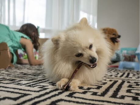 Petiscos para cachorros: conheça os boxes da Pick & Chew