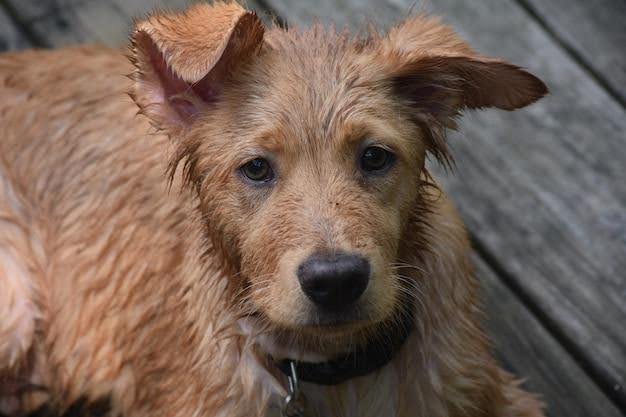 8 cuidados com cachorros idosos que você precisa ter!